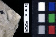 Foto (Detailansicht) von Cracensigillatus prolatus (Robins et al., 2014) (NHMW-GEO-1990-0041-0196)